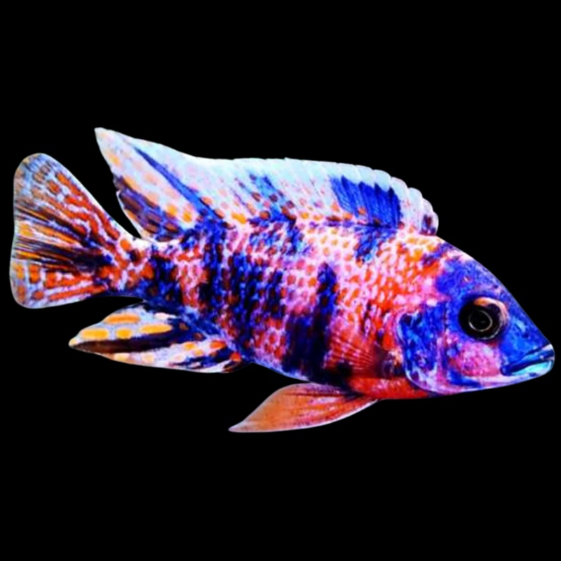 Live Freshwater Aquarium Cichlid OB Peacock African Cichlid (Aulonocara sp.)(CHD-109)U023