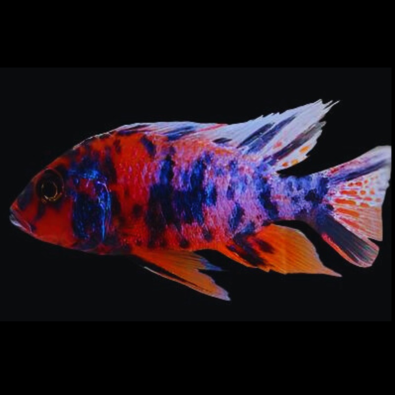 Live Freshwater Aquarium Super Red OB Peacock African Cichlid (Aulonocara sp.) (CHD-112)U001