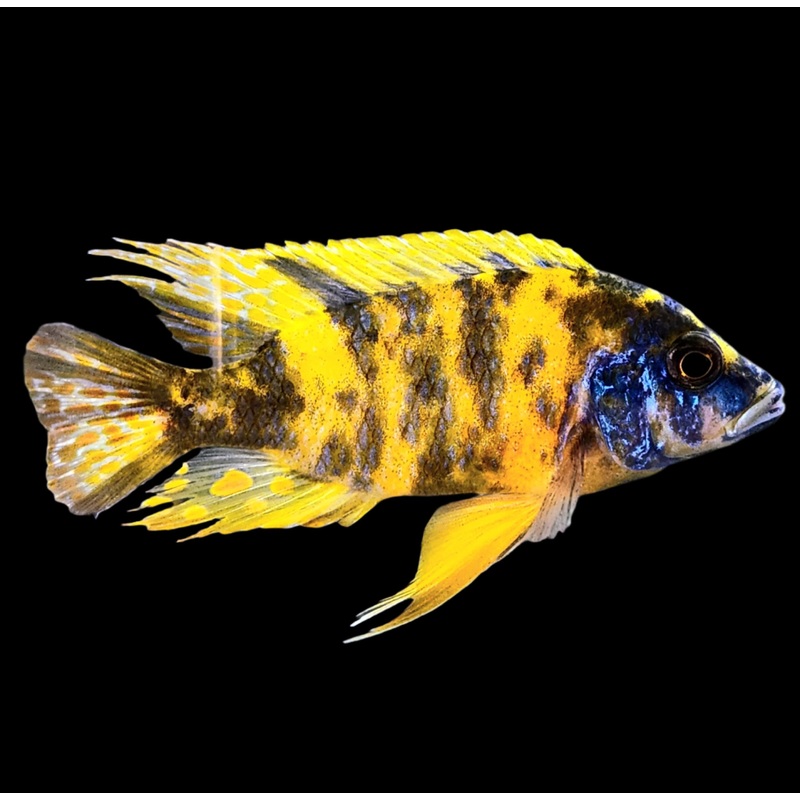 LIVE FRESHWATER AQUARIUM Yellow OB Peacock African cichlid Cichlid (Aulonocara sp.)(CHD-111) U021