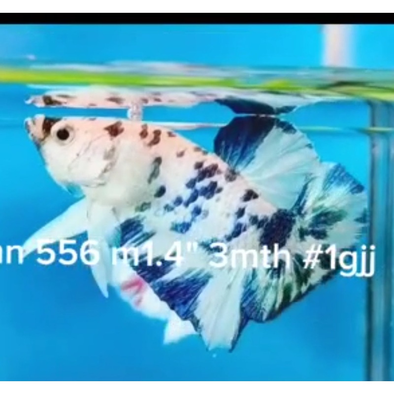 Live Freshwater Betta Male BLUE MARBLE POLKADOT PLAKAT (CBM-1038) Our Choice BUY 4 GET 1 FREE! MIX & MATCH