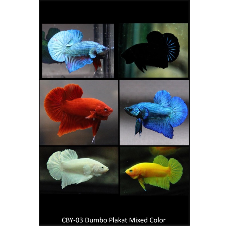 Live Freshwater Betta Plakat Male High Quality Mixed Solid Colors(CBM-1032) Our Choice BUY 4 GET 1 FREE! MIX & MATCH