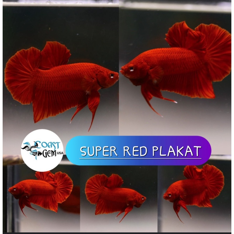 Live Freshwater High Quality Super Red Plakat Male bettas (CBM-1035) BUY 4 GET 1 FREE! MIX & MATCH
