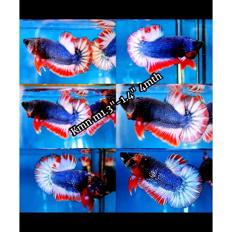 Live Freshwater Premium Betta Plakat Male Fancy Flag  (CBM-1036) Our Choice BUY 4 GET 1 FREE! MIX & MATCH