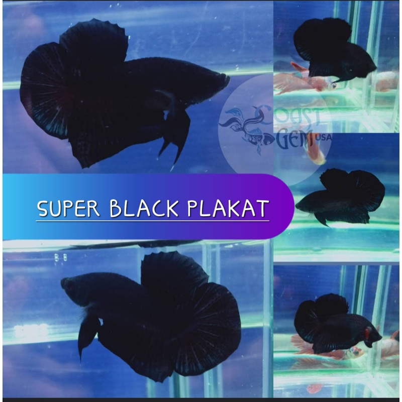 Live Freshwater Premium Super Black Plakat Male bettas(CBM-1033)Our Choice BUY 4 GET 1 FREE! MIX & MATCH