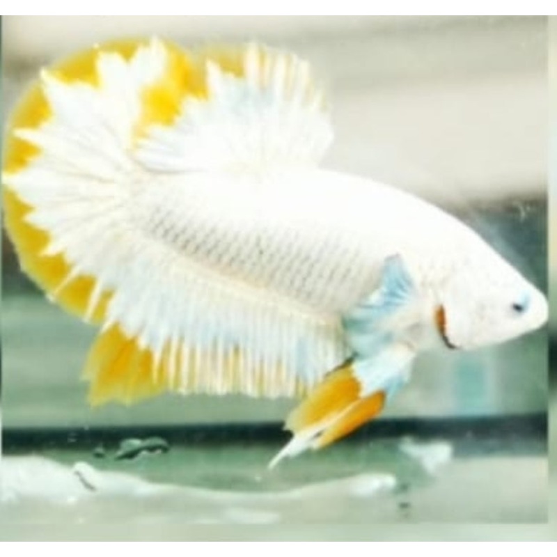 Live Freshwater Premium Yellow Snow Fancy Star Tail Plakat Male bettas (CBM-1042)Our Choice BUY 4 GET 1 FREE! MIX & MATCH