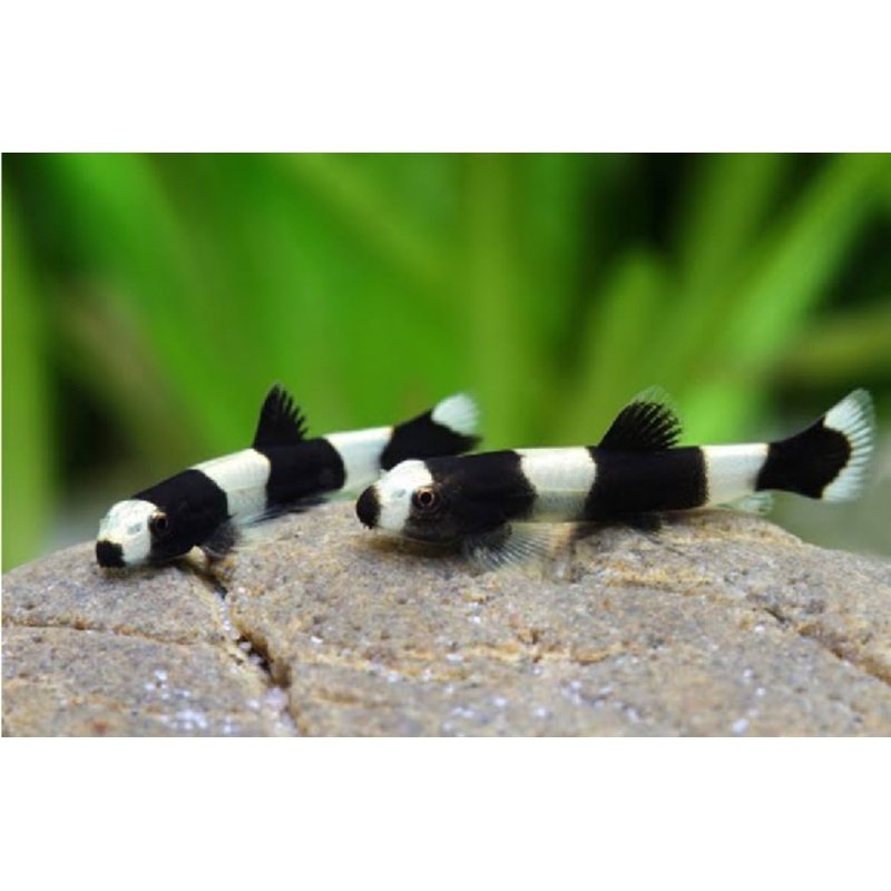 Live Tropical Bottom Feeder Panda Loach (Yaoshania pachychilus) SMALL
