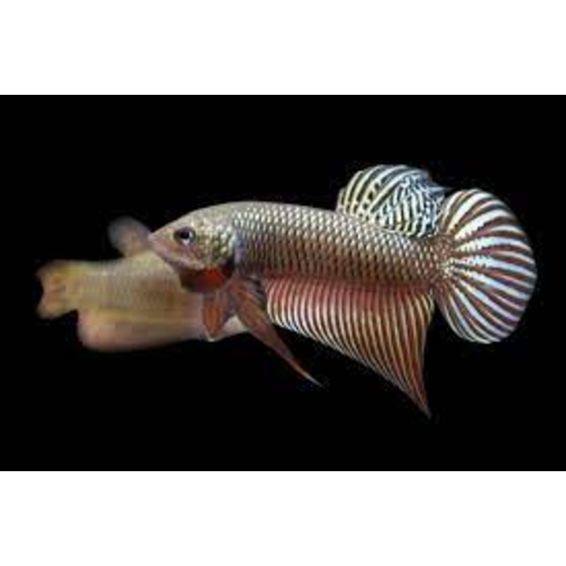 Live Wild Betta Male Copper Smaragdina (CBM-1058) Our Choice BUY 4 GET 1 FREE MIX & MATCH
