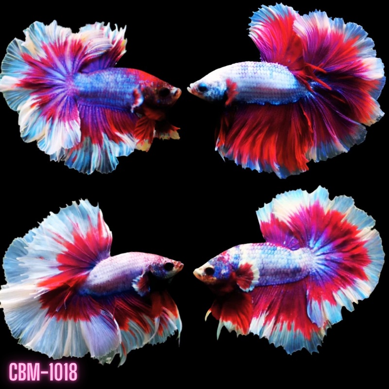 Red/Salamander Butterfly Mohawk Over Halfmoon Male Betta (CBM-1018) Our Choice BUY 4 GET 1 FREE MIX & MATCH