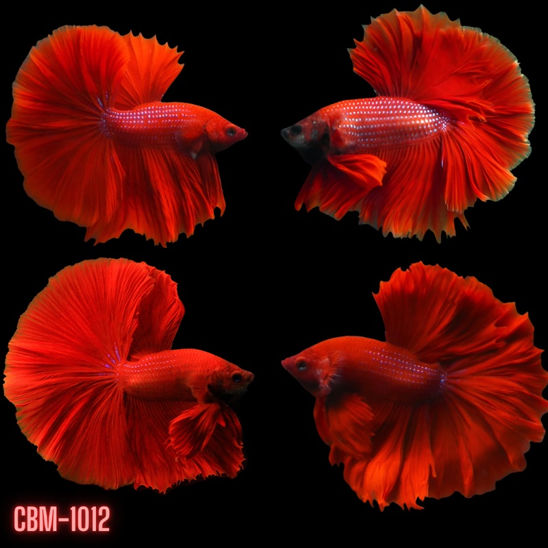 Super Red Over Halfmoon Rosetail Male Betta (CBM-1012) Our Choice GROUP BUY 4 GET 1 FREE MIX & MATCH