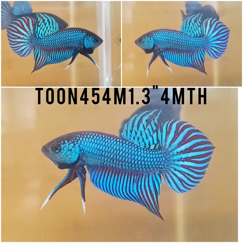 (TOON-454)Green Mahachai Male Betta
