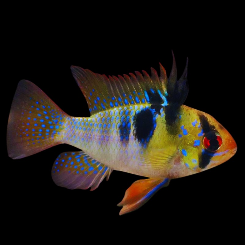 (TROP-075) German Blue Ram  2-Pack ( Microgeophagus Ramirezi )