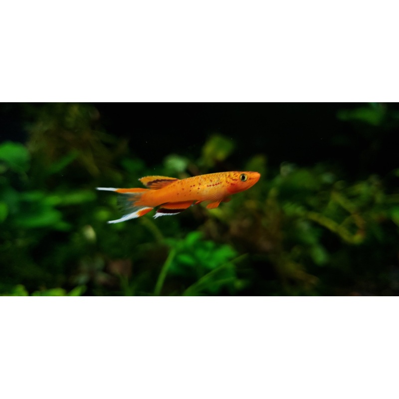 (TROP-217) U075 Aphyosemion Australe Golden Killifish (Aphyosemion australe)