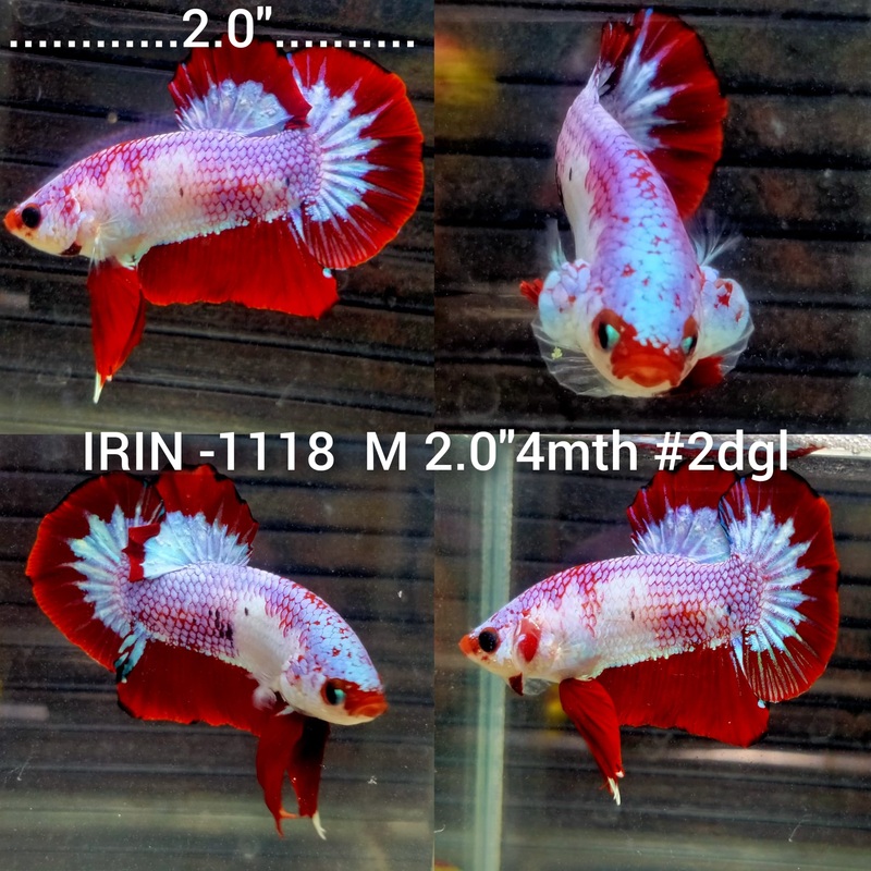 x(IRIN-1118) Fancy Red Hellboy Plakat Male Betta