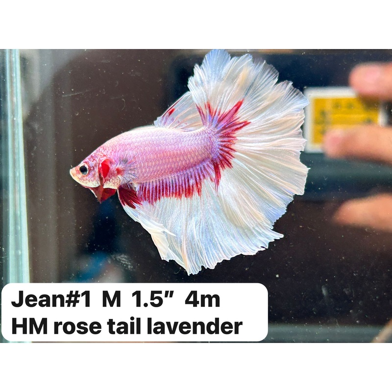 x(JEAN-001) Lavander Feather Tail Over Halfmoon Male Betta