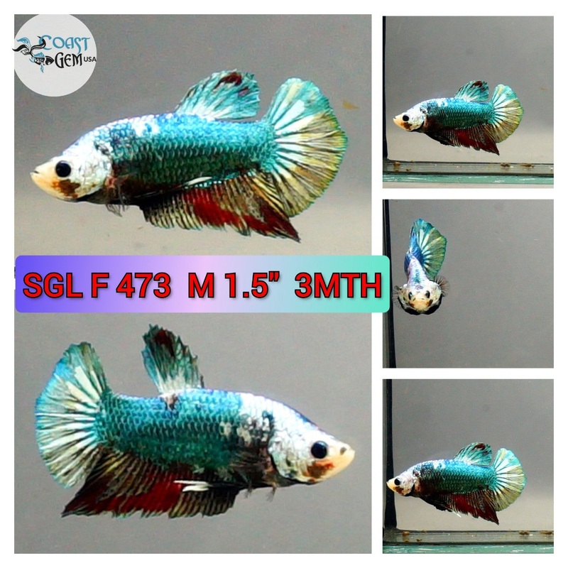 C061 (SGL-473) Mask Copper Green Plakat Male Betta