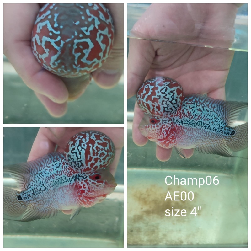 (CHAMP-6) Super Red Dragon Flowerhorn 4 inch