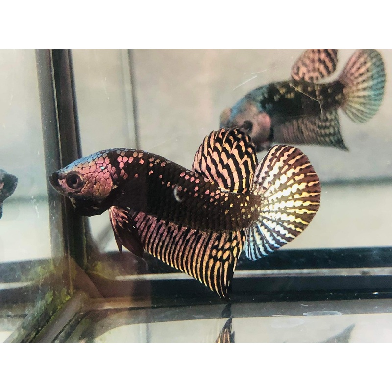 (CWB-10-CS) Copper Samurai Alien wild betta male