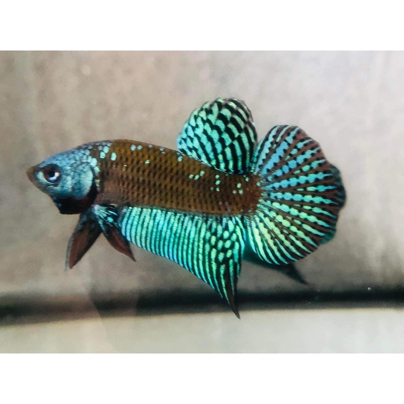 (CWB-10-GeS) Green Samurai Alien male