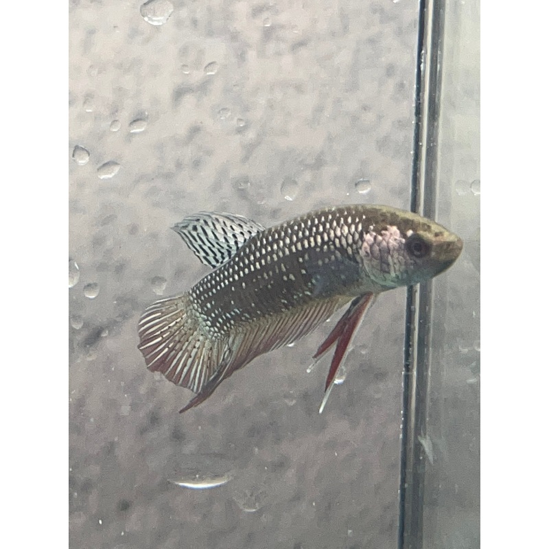 (CWB-12-C) Copper black Mahachai male