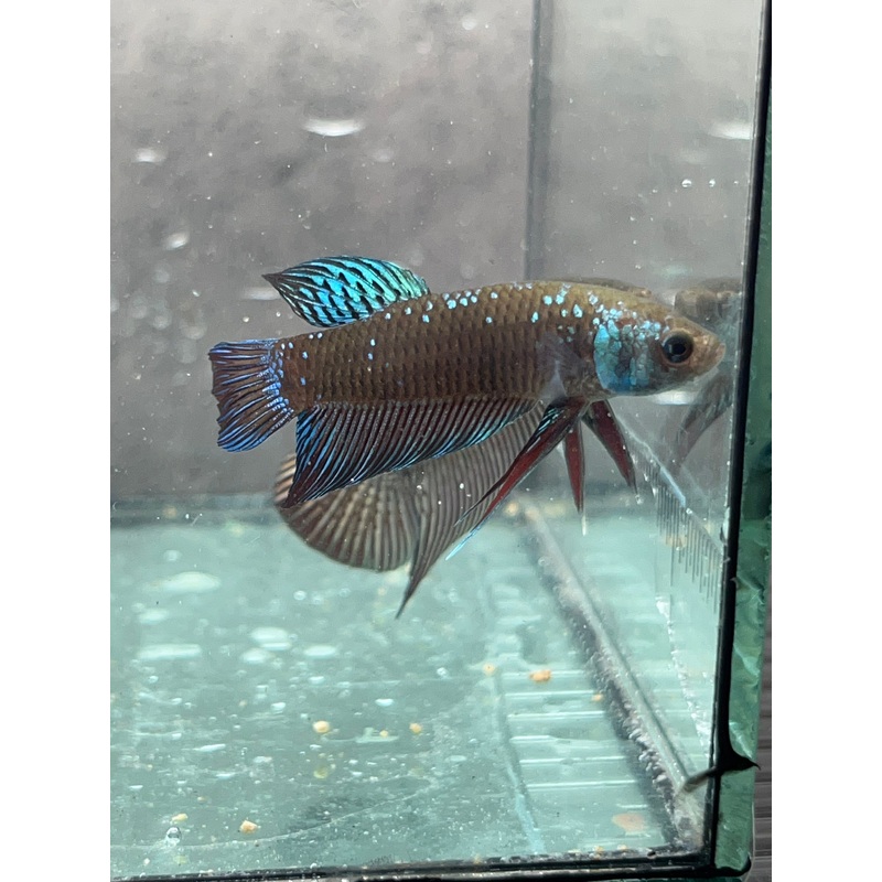 (CWB-12-GeB) Green black Mahachai wild betta male