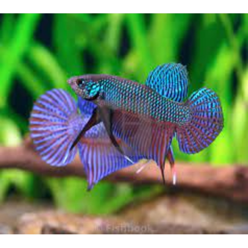(CWB-13-GeG) Green Smaragdina Guitar Male Wild Betta