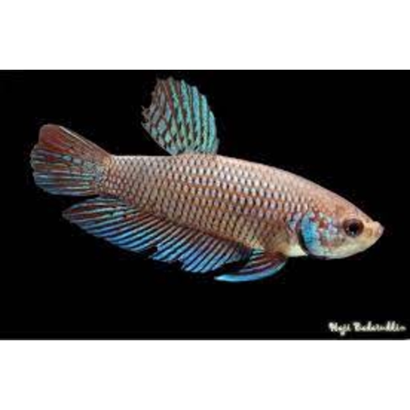 (CWB-14-GeF) Smaragdina Female Wild Betta