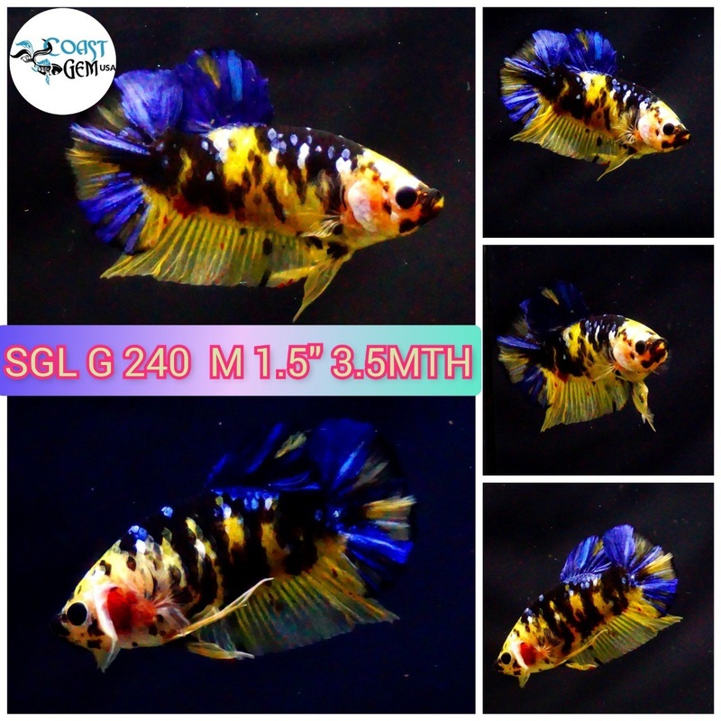 G006(SGL-240) Yellow Galaxy Plakat Male Betta