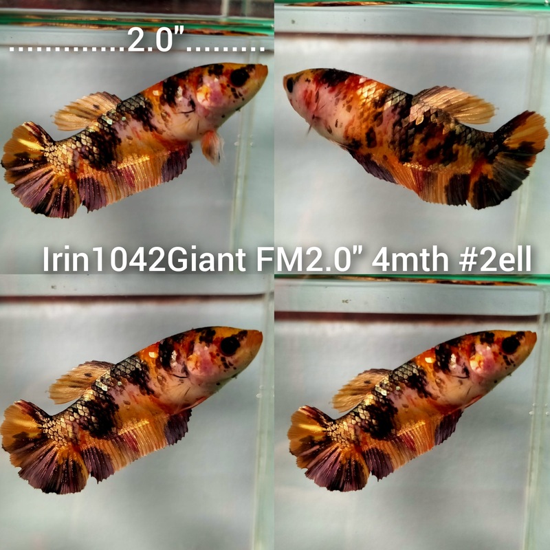 (IRIN-1042) KOI COPPER GALAXY GIANT PLAKAT FEMALE BETTA