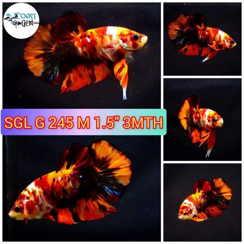 J108(SGL-245) Nemo Galaxy Plakat Male Betta