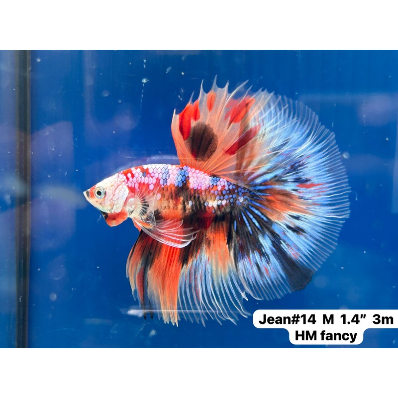 (JEAN-014) Blue Fancy Marble Nemo Halfmoon Male Betta