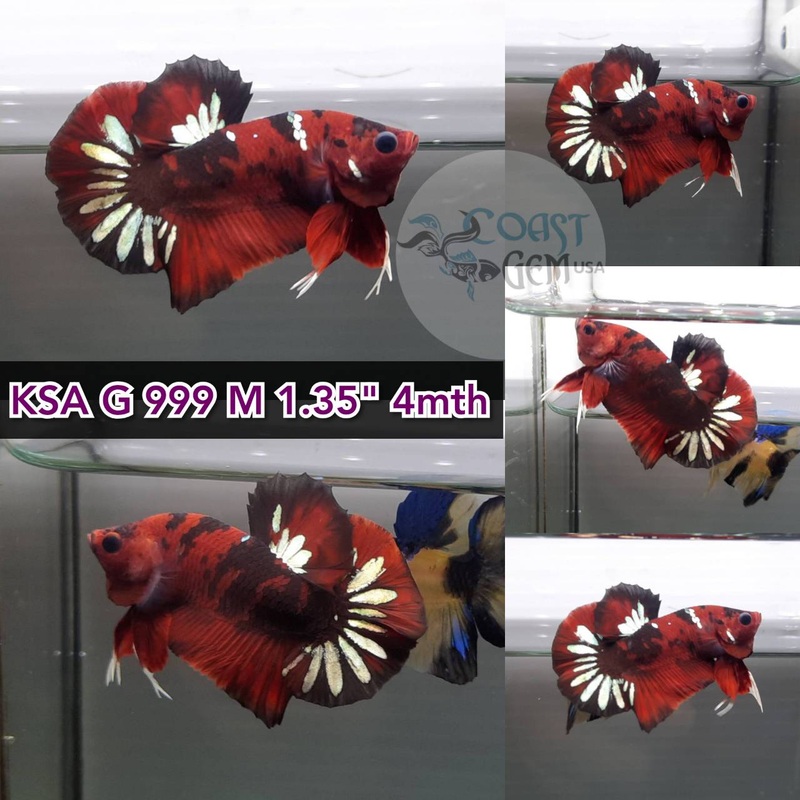 (KSA-999) Red Copper Galaxy Plakat Male Betta