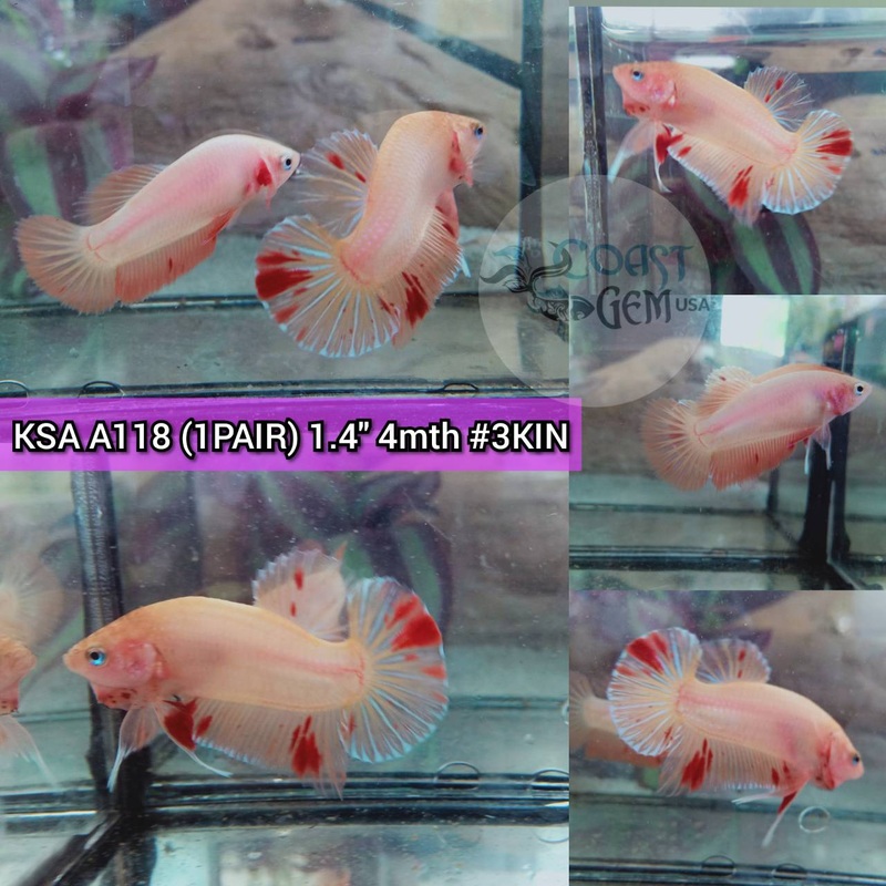 (KSA-A118) 1Pair Orange Armaeddon Plakat Betta