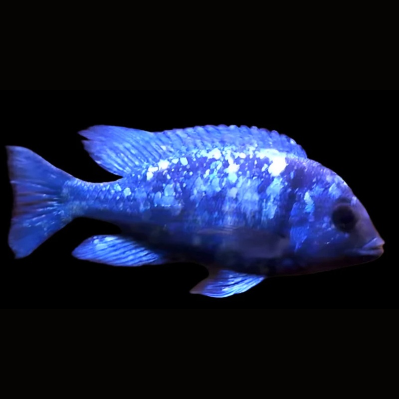 Live African Cichlid Star Sapphire (Placidochromis sp. Phenochilus Tanzania) (CHD-140) U019