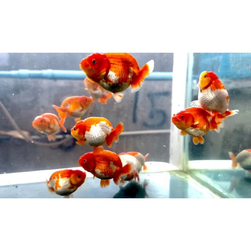 Live Fancy Goldfish Premium Select Our Choice Red/White Mid Size Ranchu Smooth Curve 2.50'' inch Body(CGF')