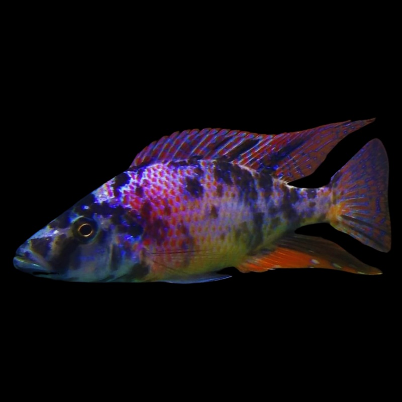 Live Fish African Cichlid OB Compressiceps (Dimidiodichromis Compressiceps OB)(CHD-119) U030