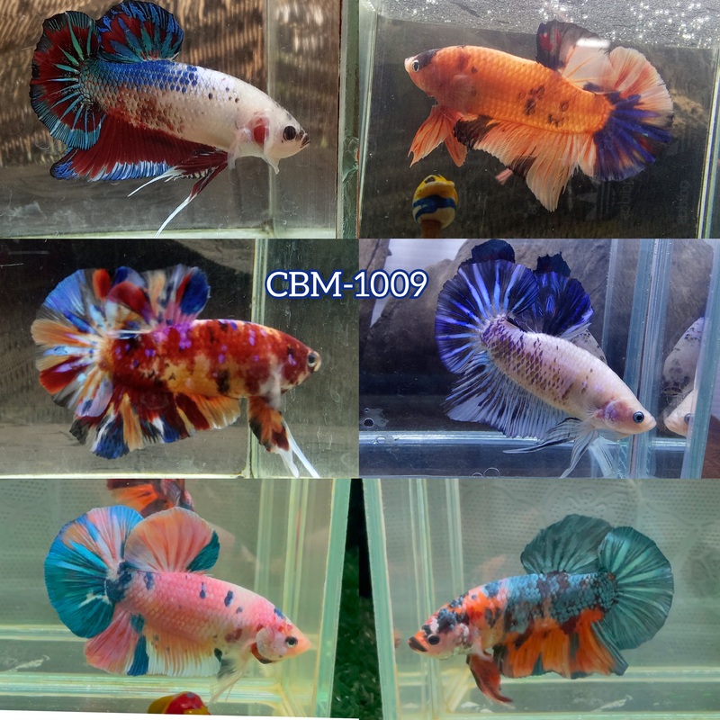 Live Freshwater Aquarium Betta Premium Giant Mix Color Koi, Fancy Marble Plakat Male Betta(CBM-1009)