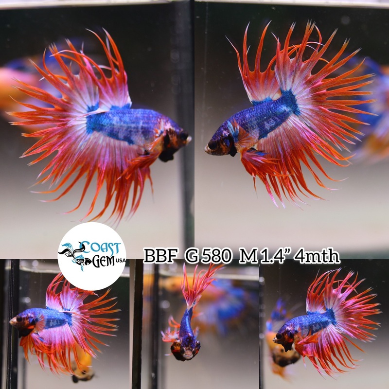 N/W(BBF-A580)x Blue Orange Fancy Crown Tail Male Betta