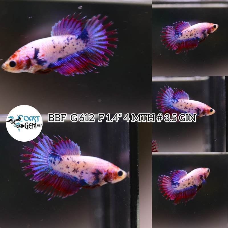 N/W(BBF-A612) Pink Fancy Grizzle Crown tail Female Betta