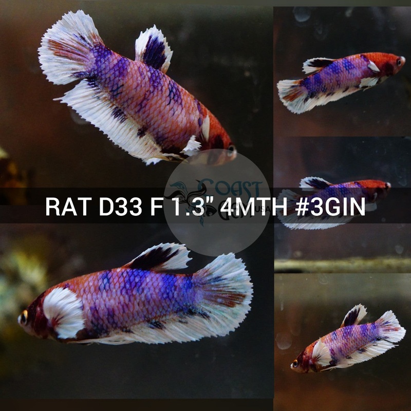 (RAT-D33) Candy Pink Dumbo Female Betta