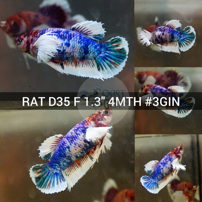 (RAT-D35) Galaxy Multicolor Dumbo Female Betta