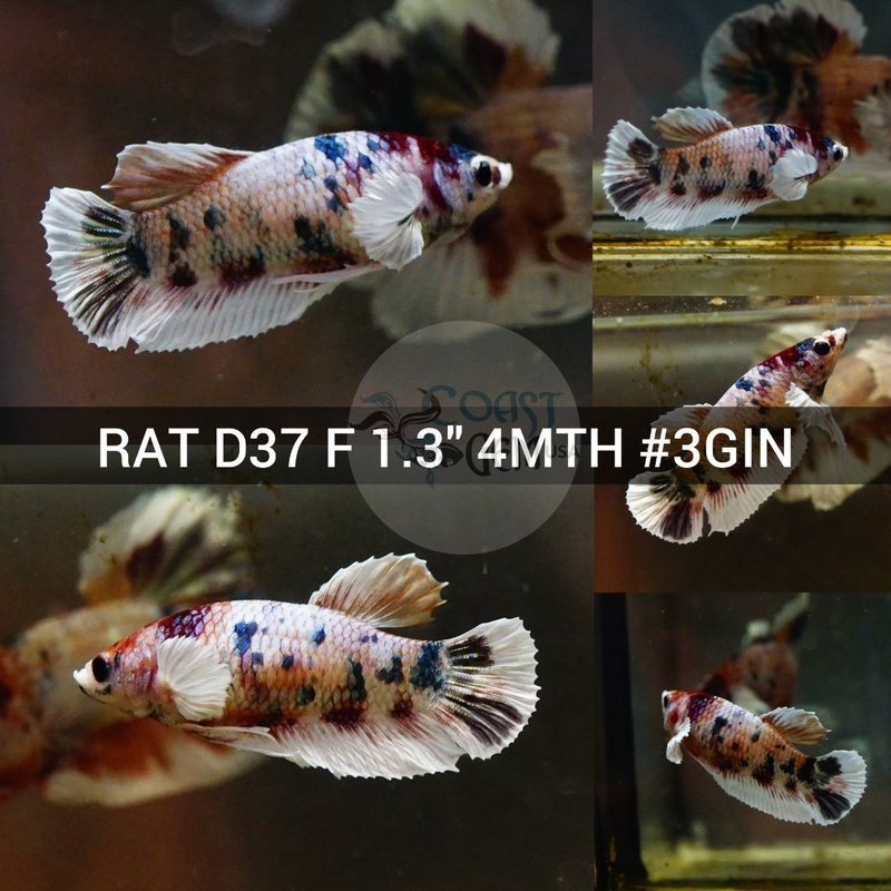 (RAT-D37) Copper Galaxy Dumbo Female Betta