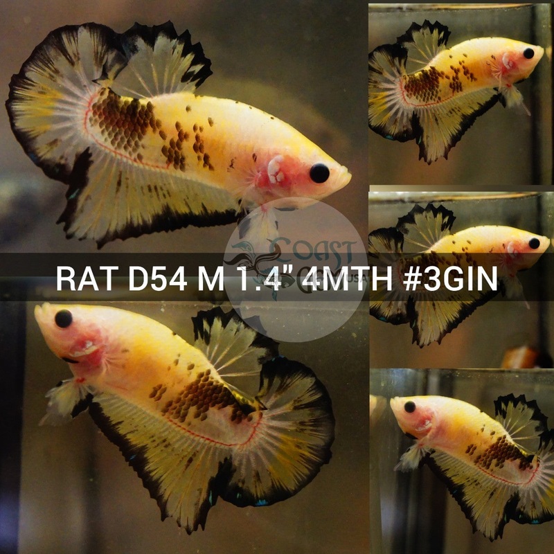 (RAT-D54) Koi Tiger Black Rim Plakat Male Betta