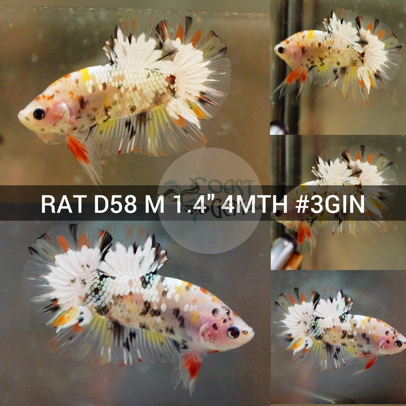 (RAT-D58) Copper Cellophane Galaxy Plakat Male Betta