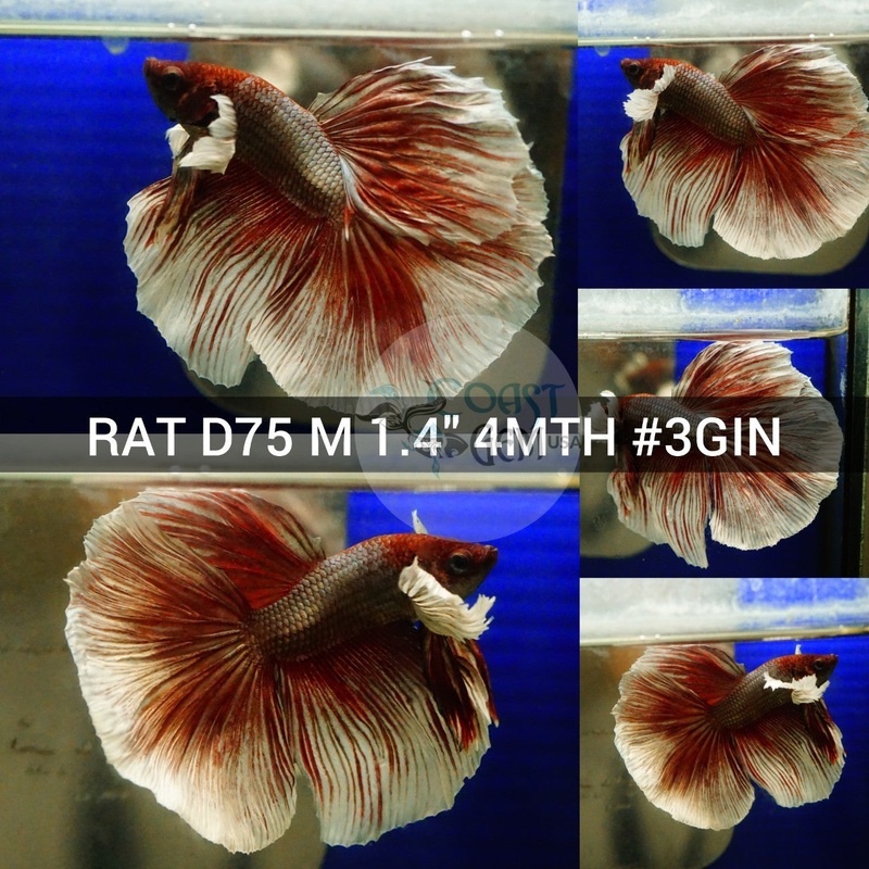 (RAT-D75) Red Copper Dumbo Halfmoon Male Betta