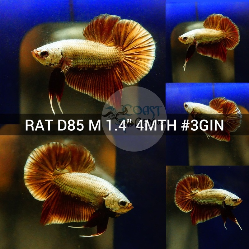 (RAT-D85) Copper Red Classic Plakat Male Betta