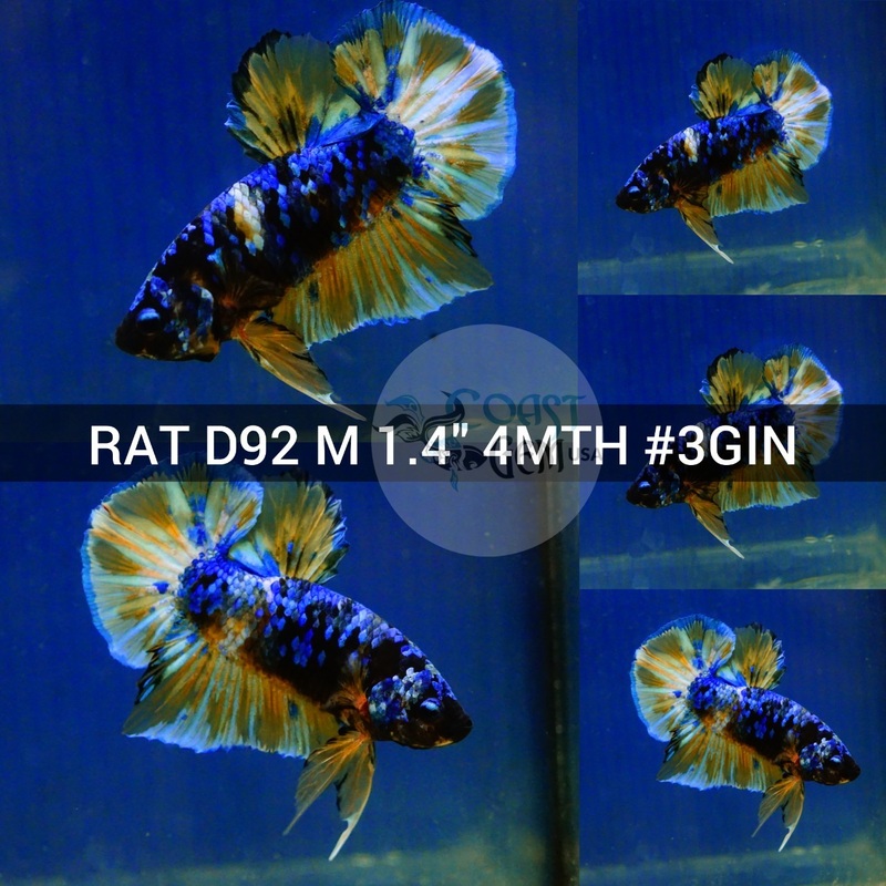 (RAT-D92) Black Yellow Avatar Galaxy Plakat Male Betta