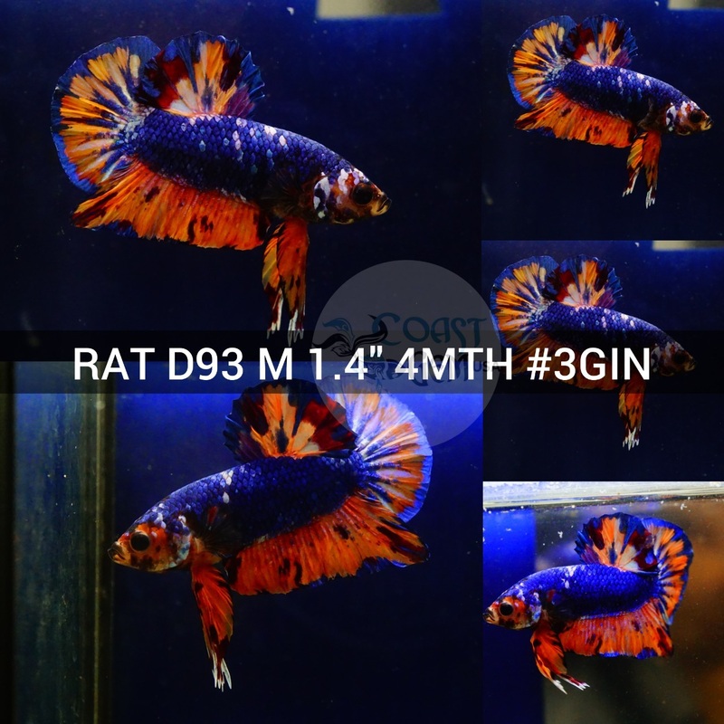 (RAT-D93) Blue Armageddon Galaxy Plakat Male Betta