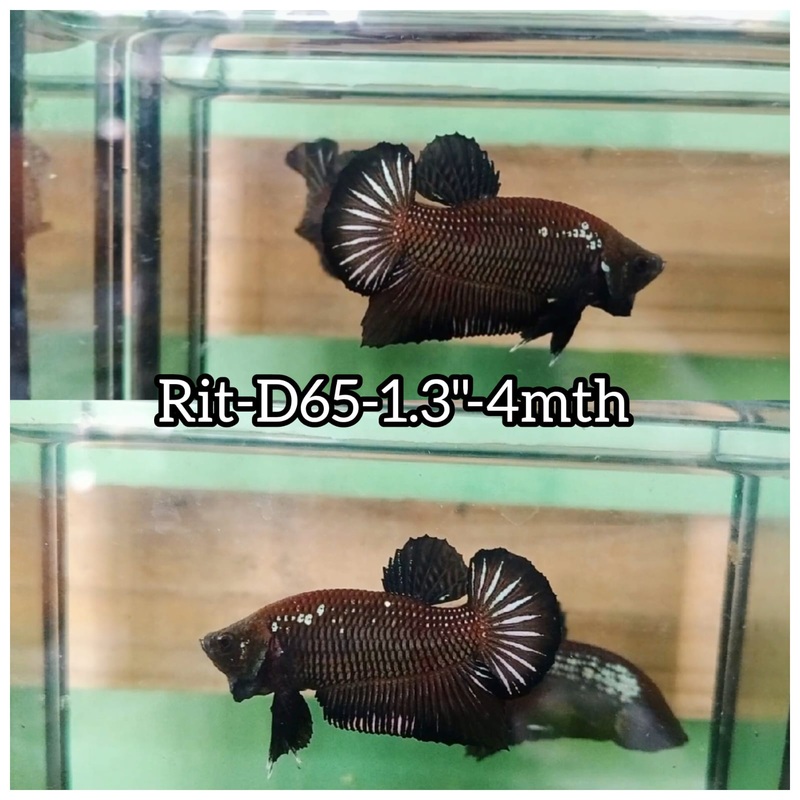 (RIT-C65) BLACK MAMBA PLAKAT MALE BETTA
