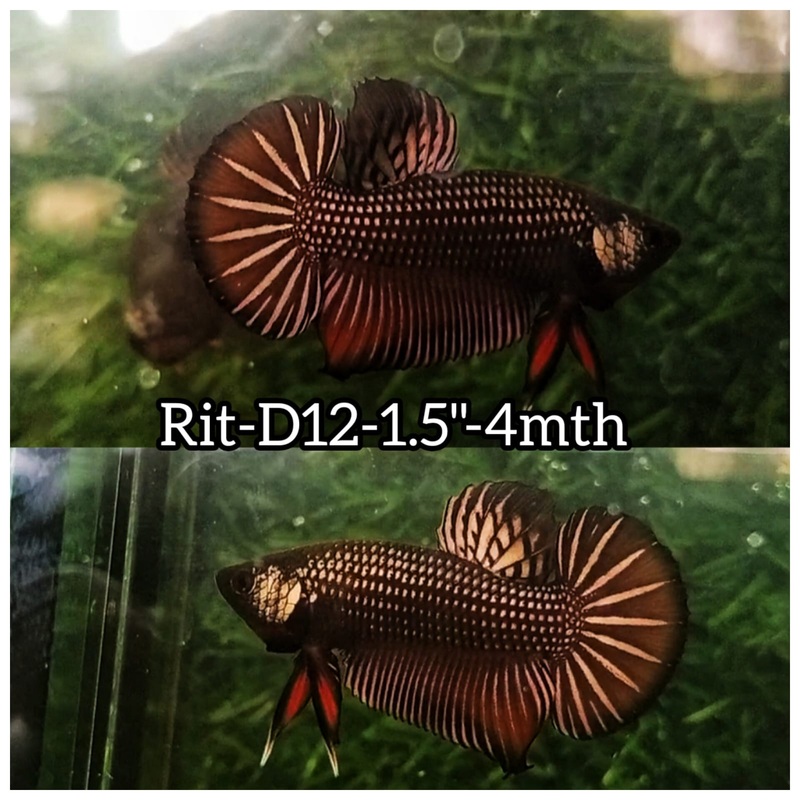 (RIT-D12) HYBRID COPPER BLACK SAMURAI IMBELLIS MALE BETTA