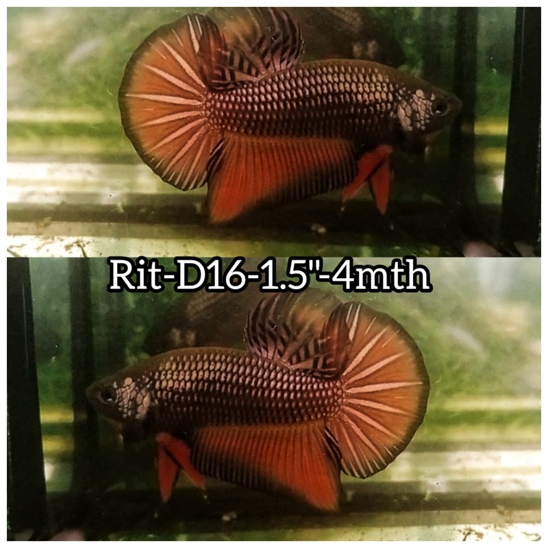 (RIT-D16) HYBRID RED COPPER IMBELLIS STAR TAIL MALE BETTA